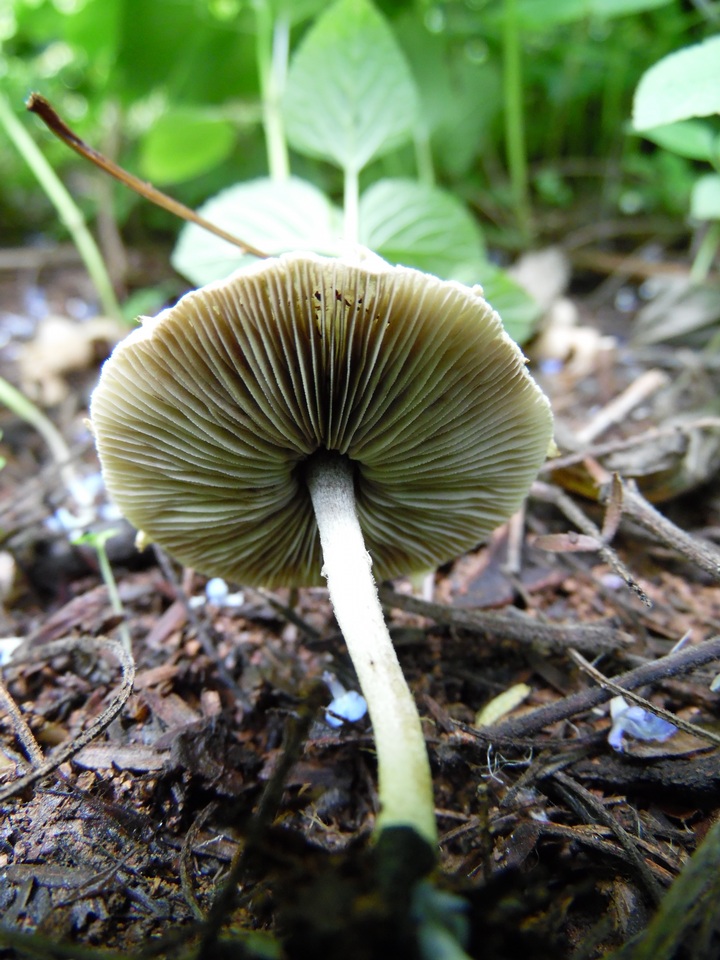 Hymenagaricus olivaceus image