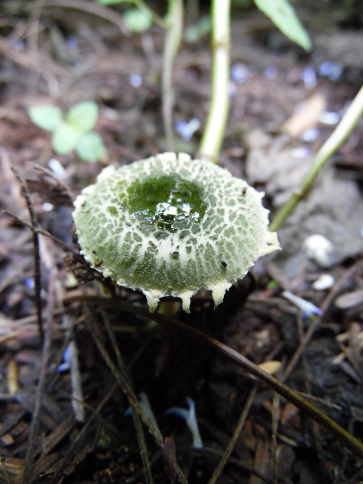 Hymenagaricus olivaceus image