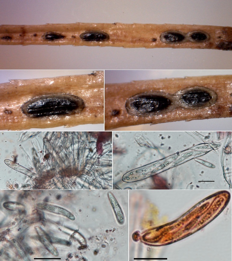 Meloderma desmazierii image