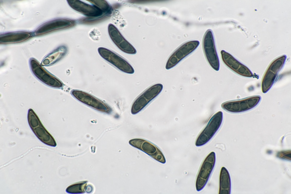Xylaria cornu-damae image