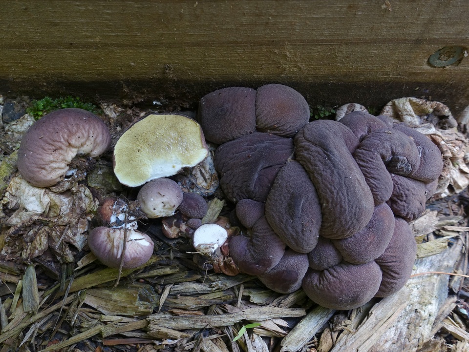 Lycoperdon subincarnatum image