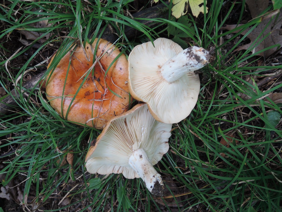 Lactarius agglutinatus image