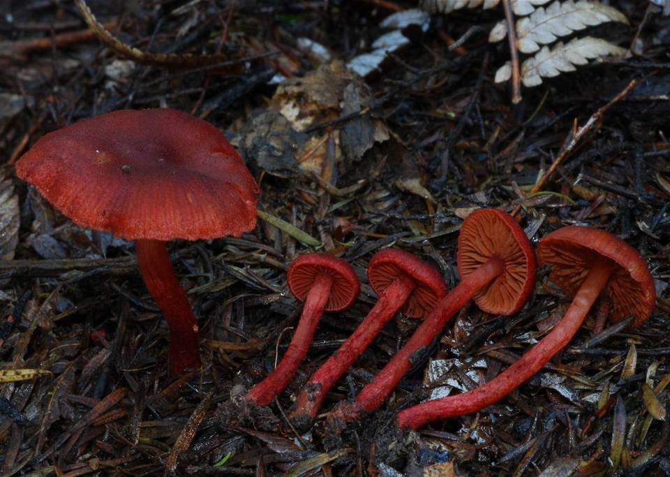 Dermocybe vinicolor image
