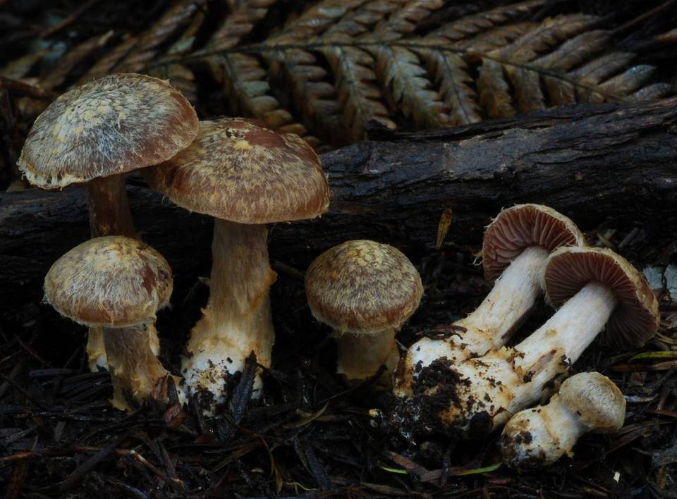 Cortinarius exlugubris image