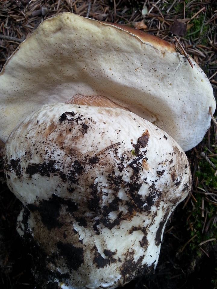 Boletus rubriceps image