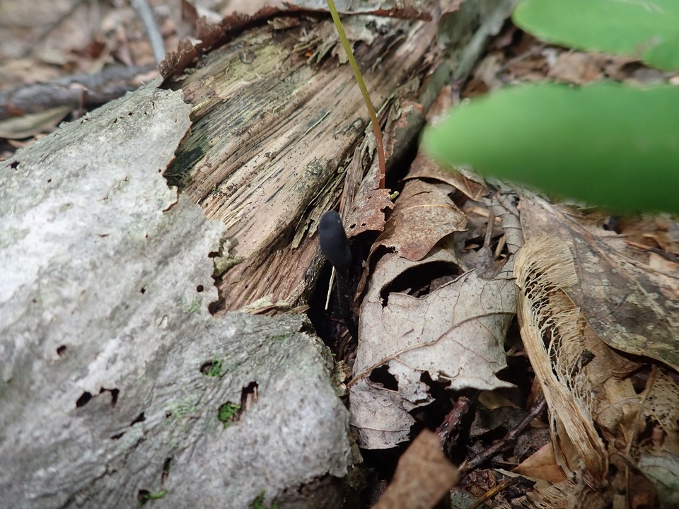 Geoglossum alveolatum image