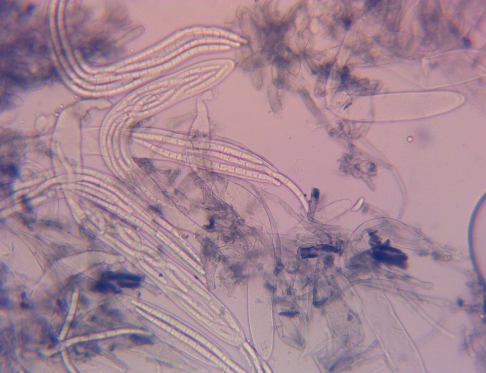 Geoglossum alveolatum image