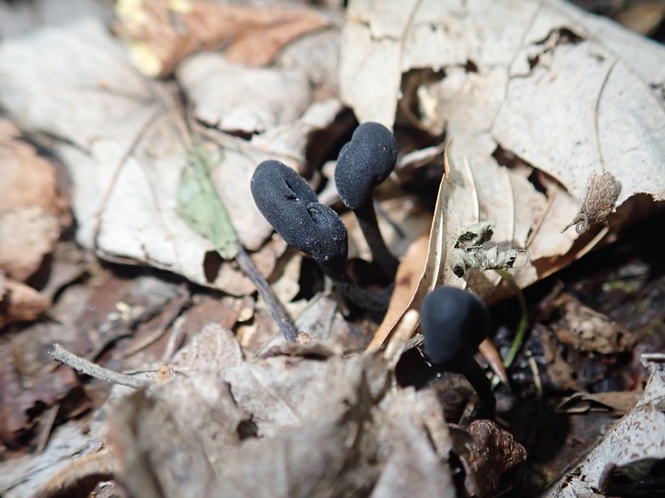 Geoglossum alveolatum image