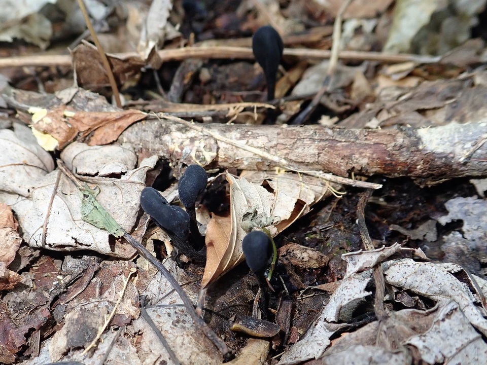 Geoglossum alveolatum image