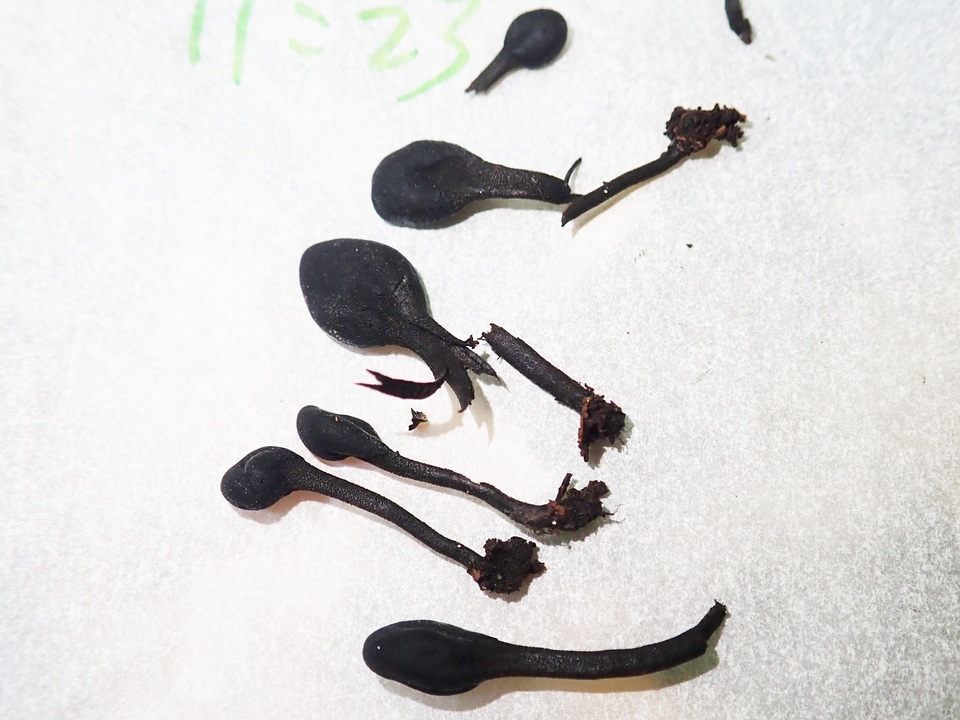 Geoglossum alveolatum image