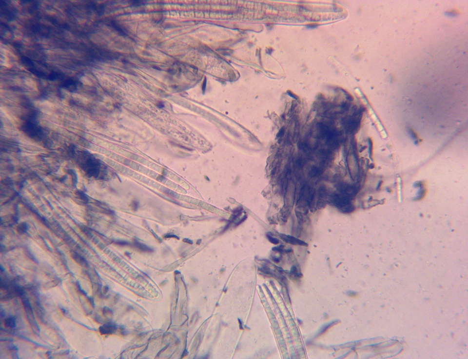 Geoglossum alveolatum image