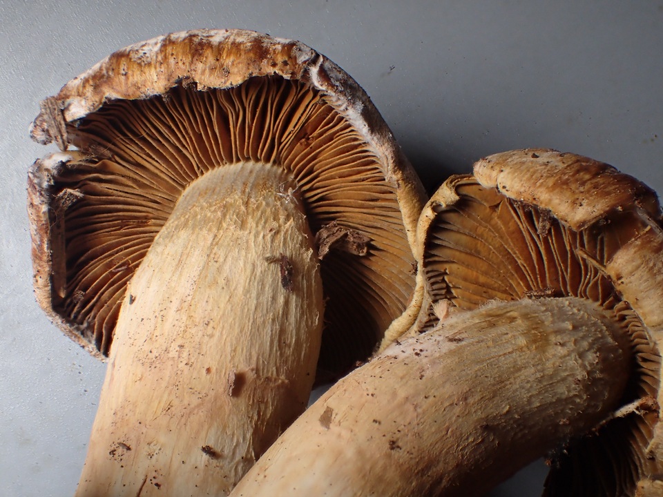 Cortinarius subtortus image