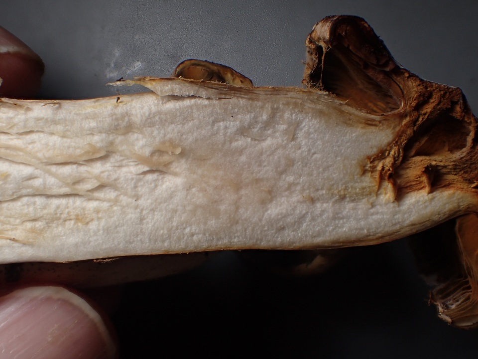 Cortinarius subtortus image