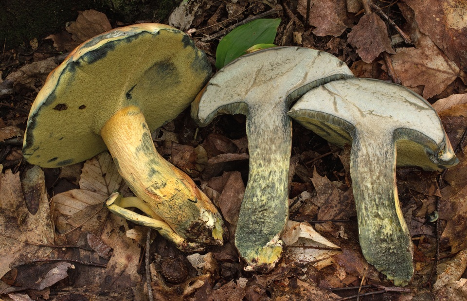 Lanmaoa carminipes image