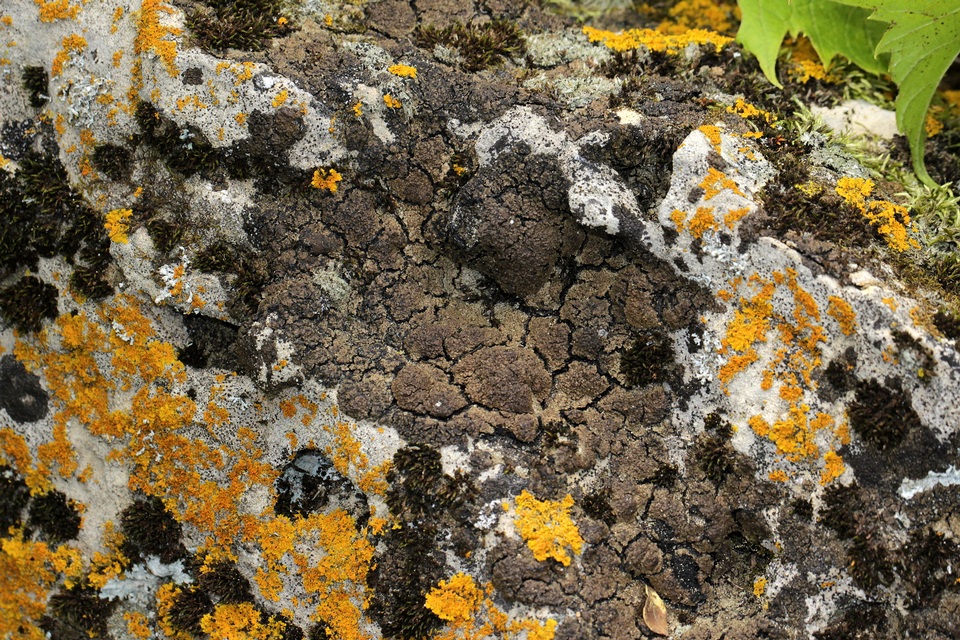Clavascidium umbrinum image