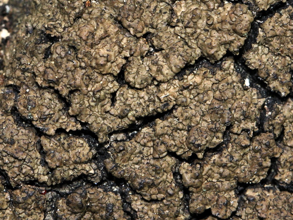 Clavascidium umbrinum image