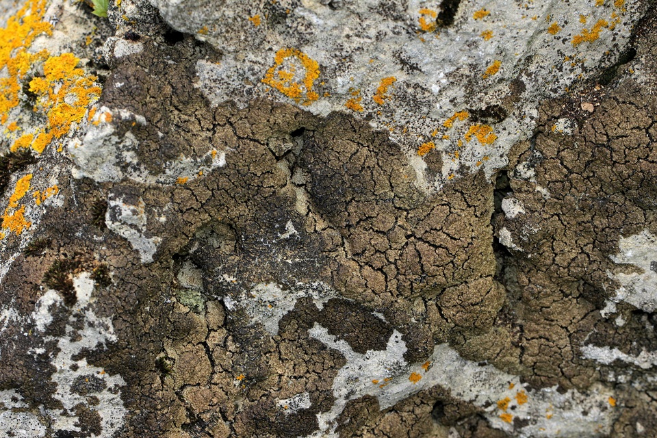 Clavascidium umbrinum image