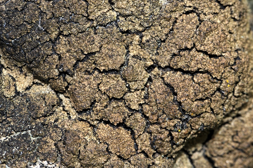 Clavascidium umbrinum image