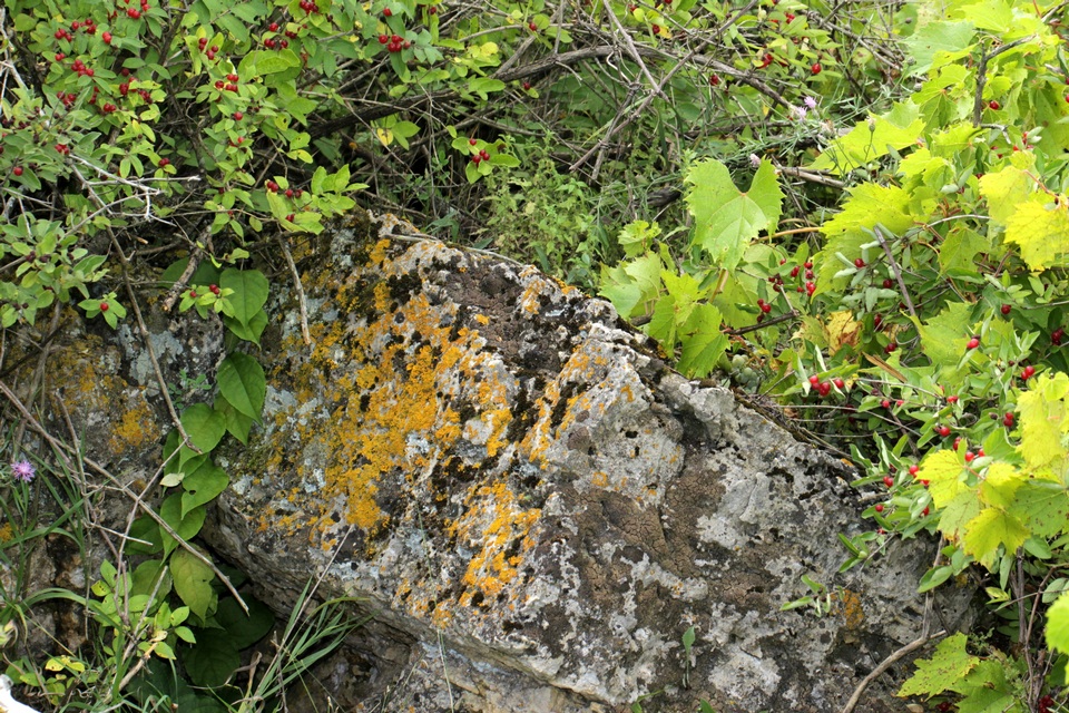 Clavascidium image