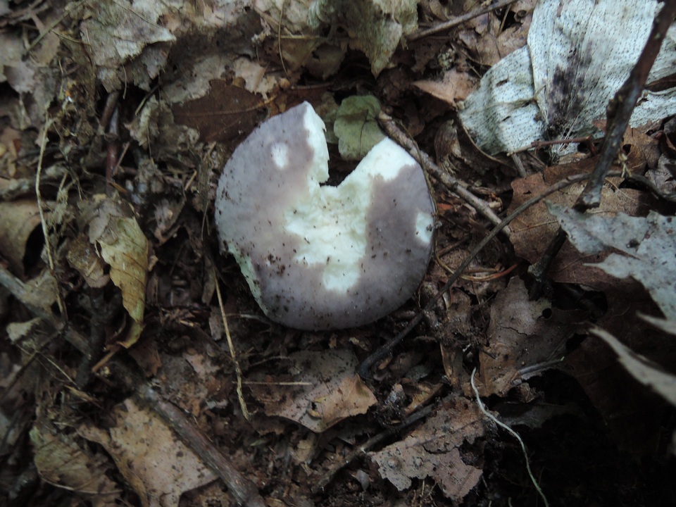 Russula ornaticeps image