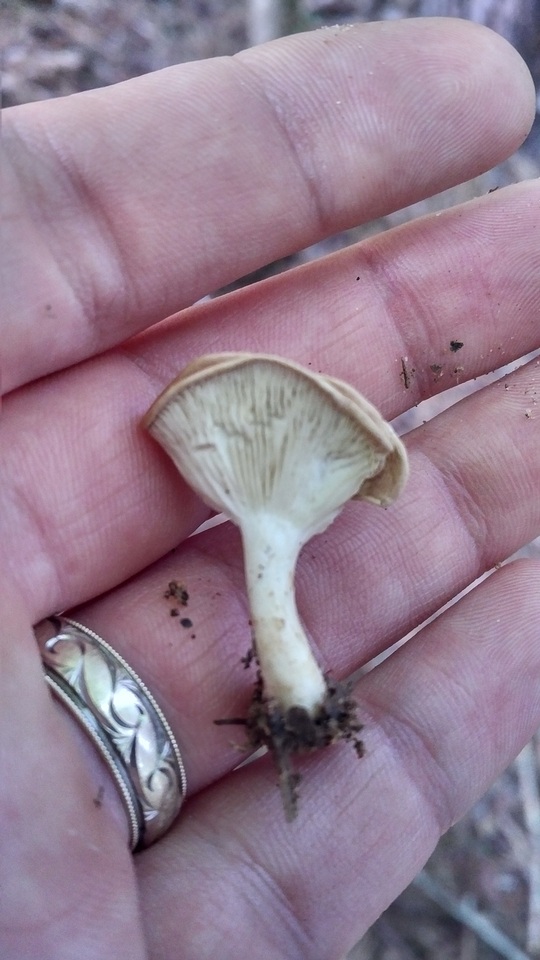 Clitocybe catinus image
