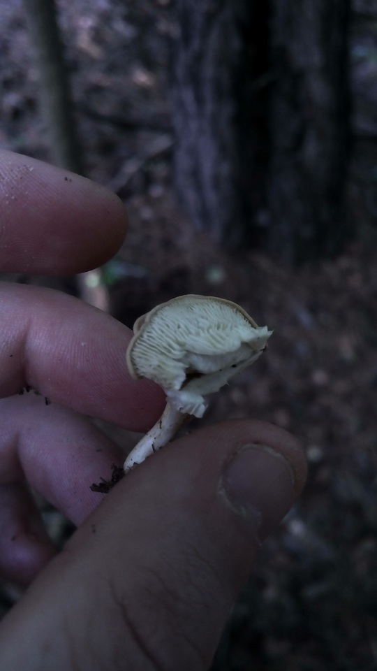 Clitocybe catinus image