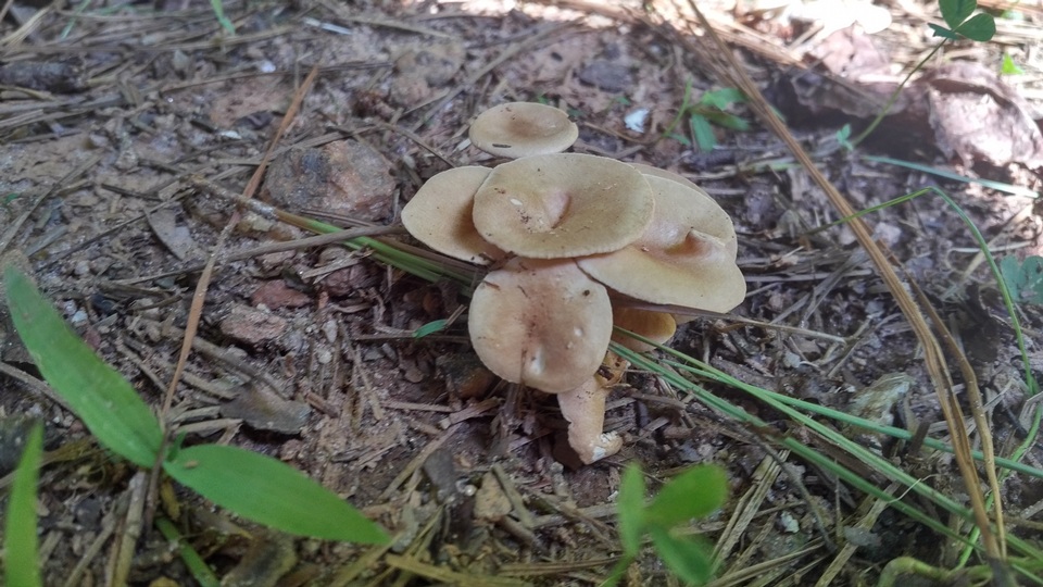 Clitocybe catinus image