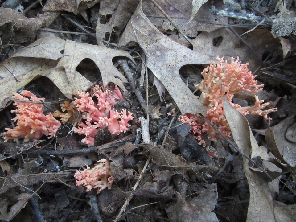 Ramaria subbotrytis image