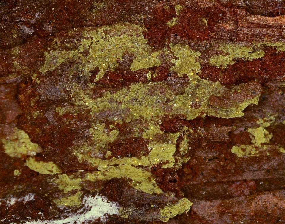 Tomentella bicolor image