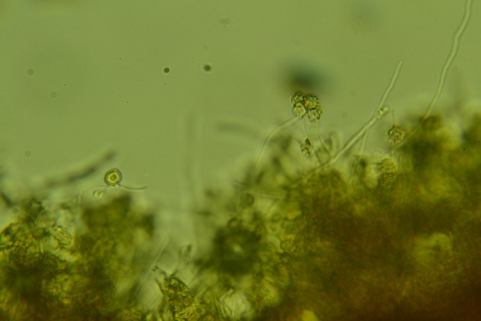 Tomentella bicolor image