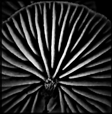Marasmiellus affixus image