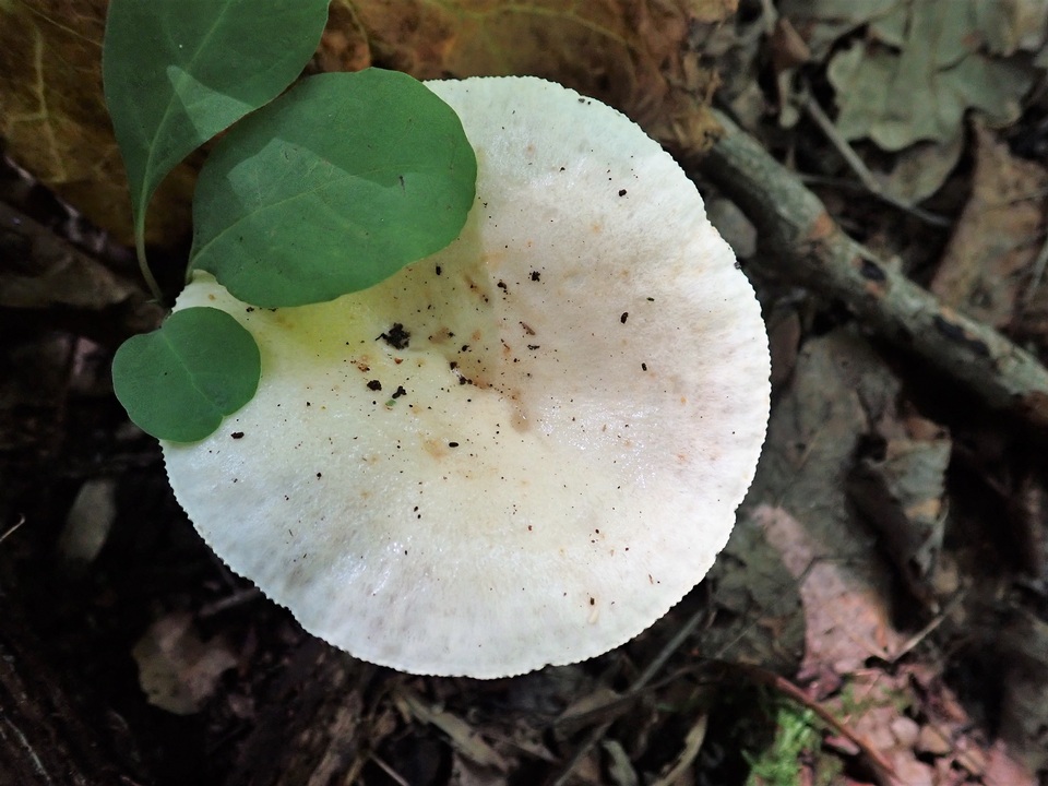 Lactarius pallescens var. pallescens image