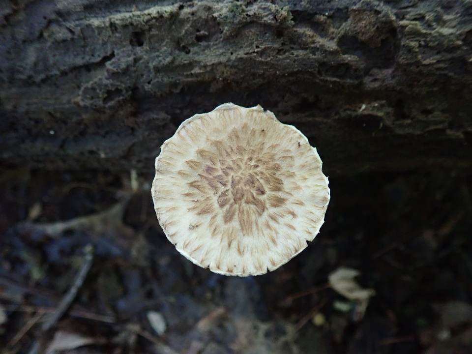 Psathyrella maculata image
