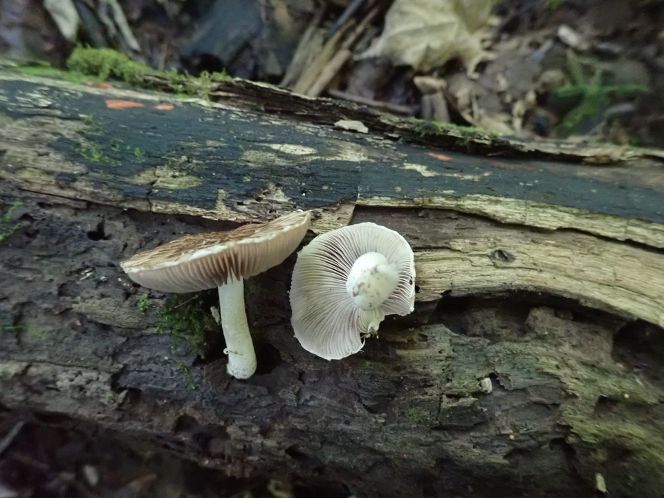 Psathyrella maculata image