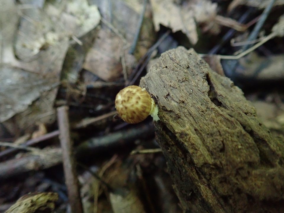 Psathyrella maculata image