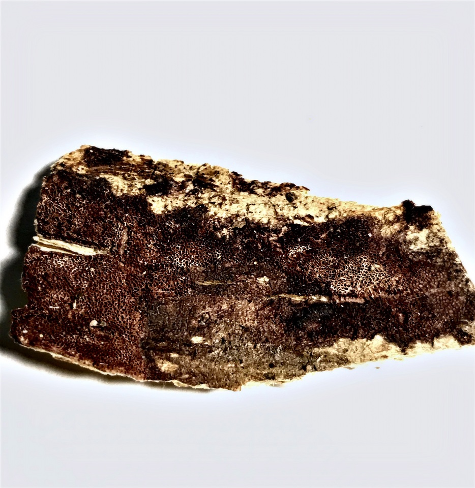 Ceriporia purpurea image