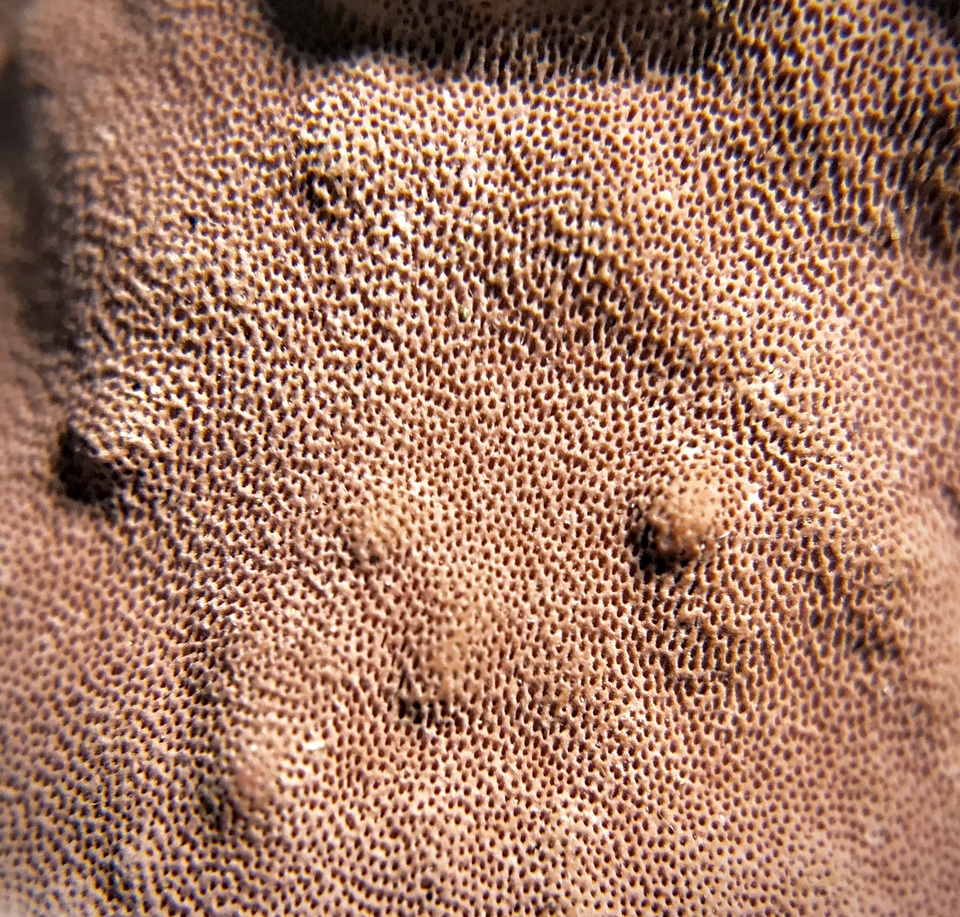 Rhodofomitopsis image