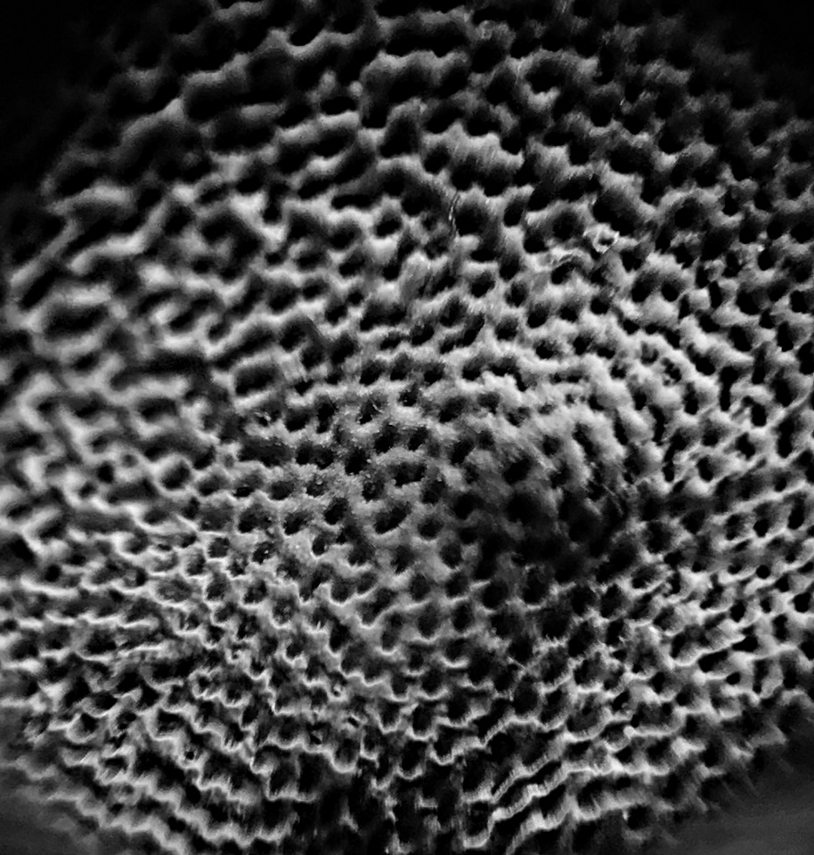 Rhodofomitopsis lilacinogilva image