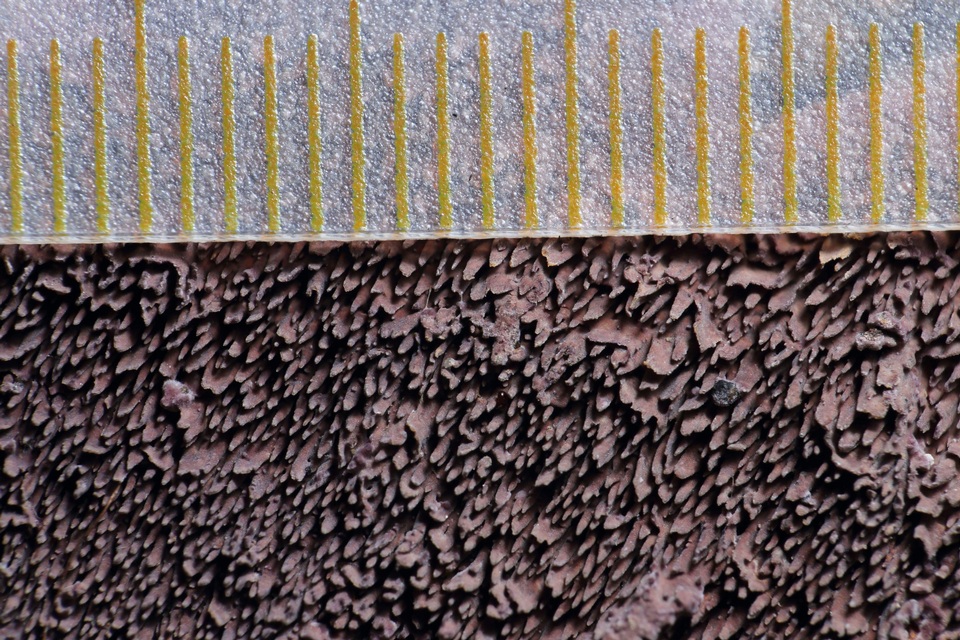Trichaptum perenne image