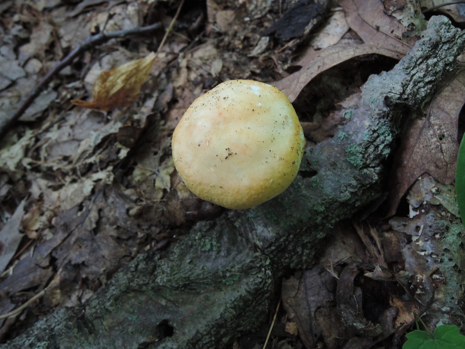 Russula cyanoxantha var. flavoviridis image