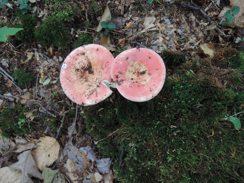Russula aurora image