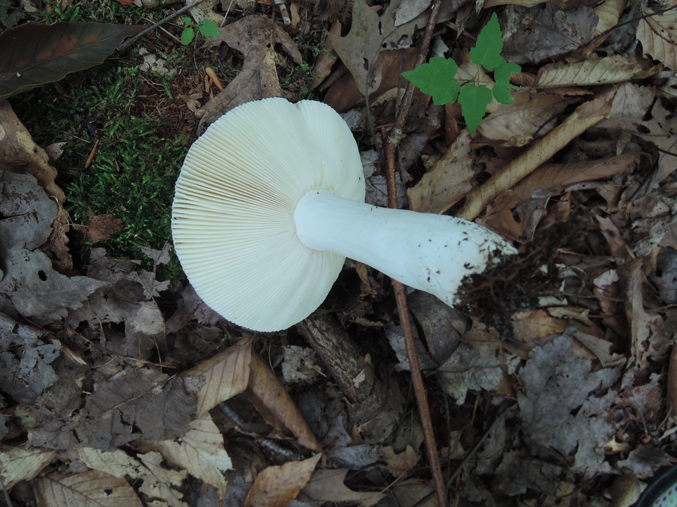 Russula aurora image