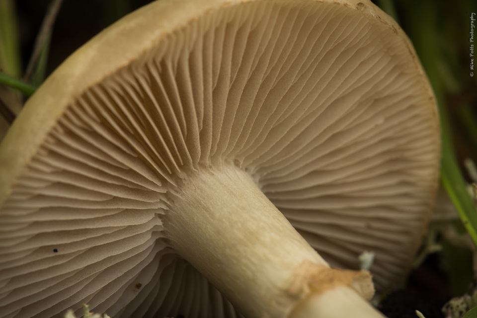 Agrocybe paludosa image