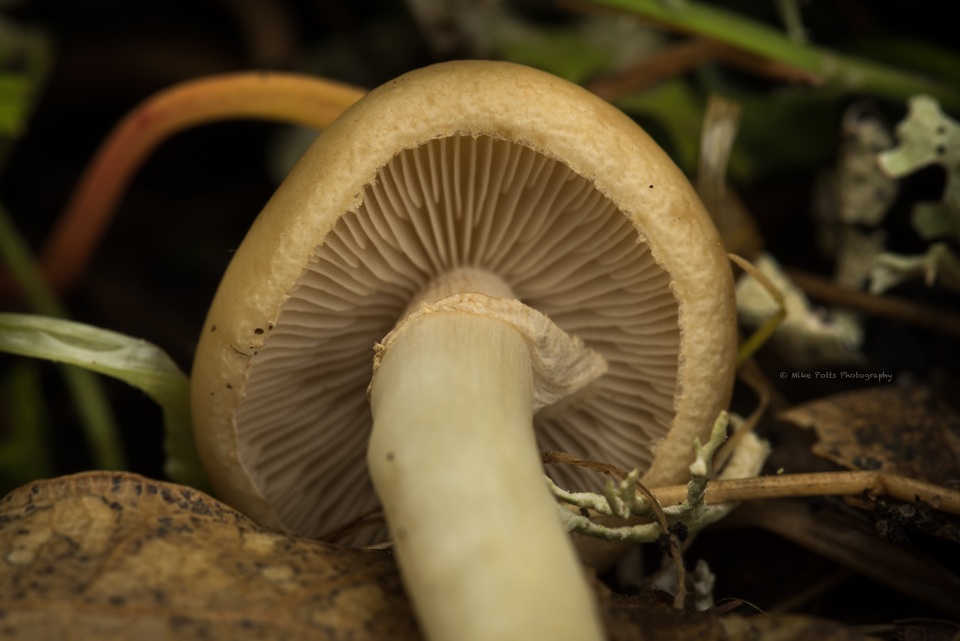 Agrocybe paludosa image