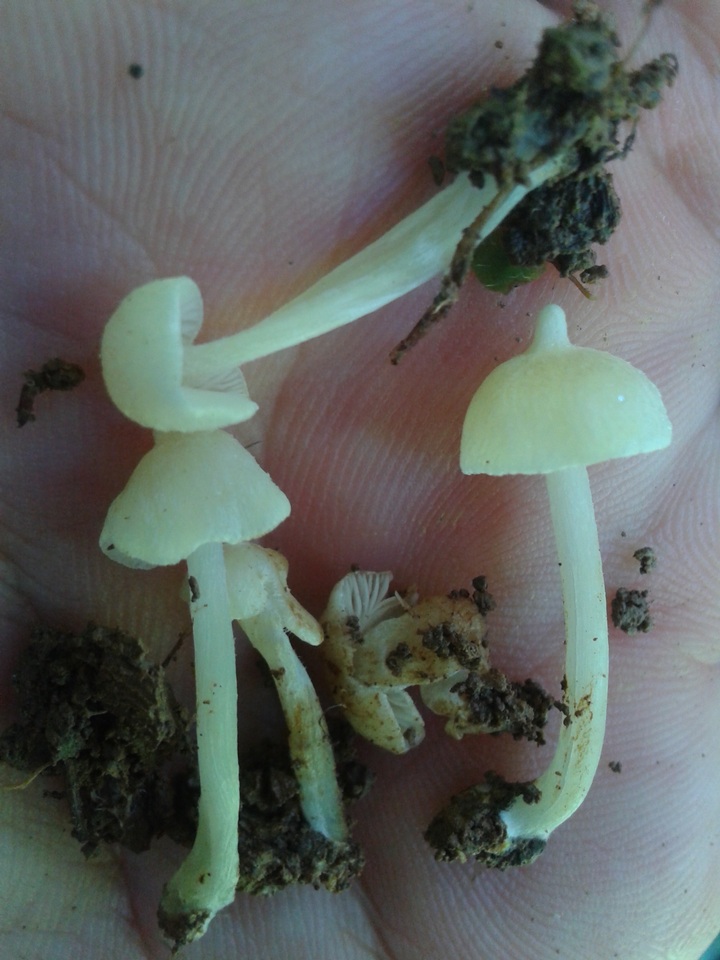 Entoloma stylophorum image