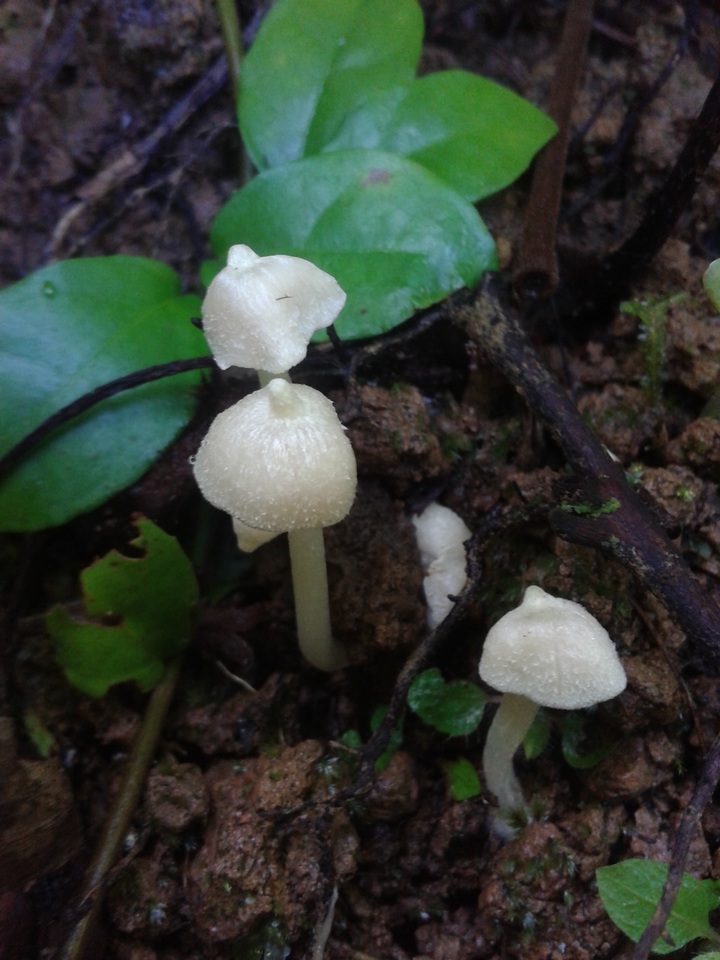 Entoloma stylophorum image