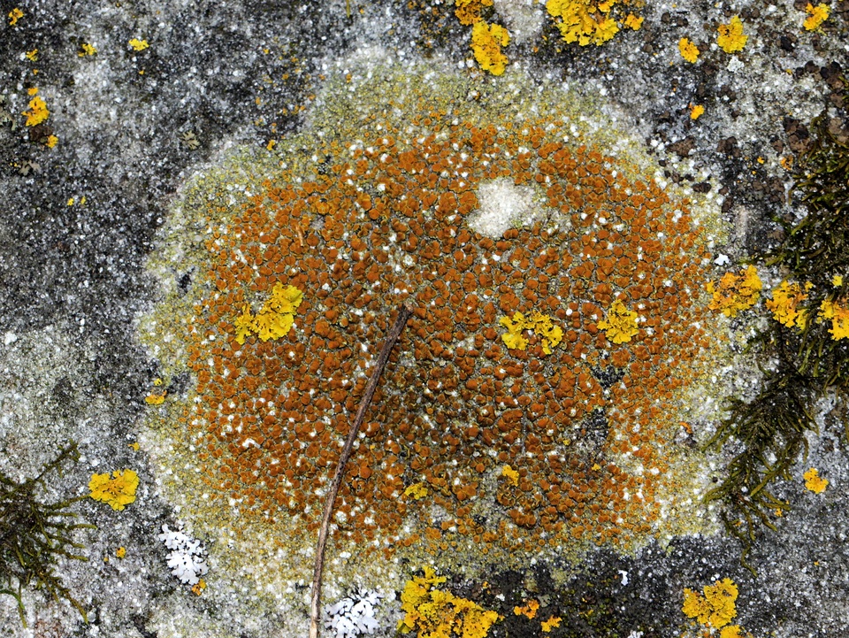 Caloplaca flavovirescens image