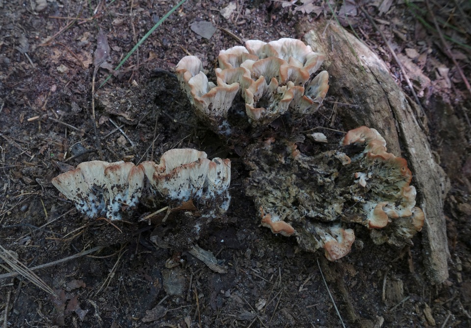 Cotylidia pannosa image