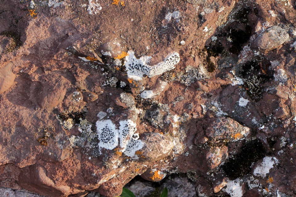 Porpidia speirea image