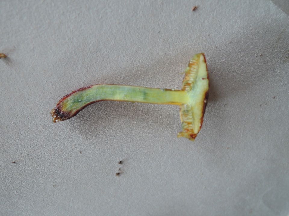 Xerocomellus marekii image